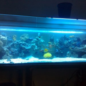 Mein Aquarium