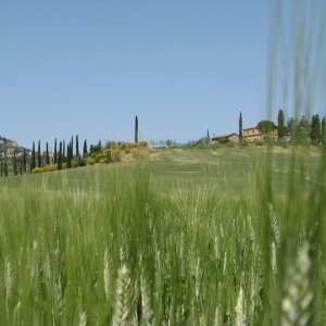 Gegend um Montepulchiano