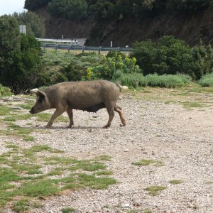 Nicht nur Biker auf Sardinien ;)