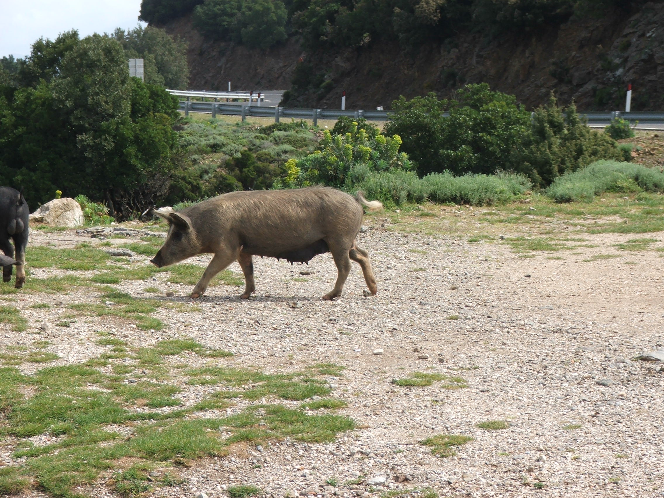 Nicht nur Biker auf Sardinien ;)